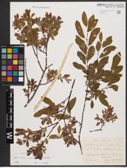 Foto von Salix aurita L. x Salix myrtilloides L. x Salix starkeana Willd.